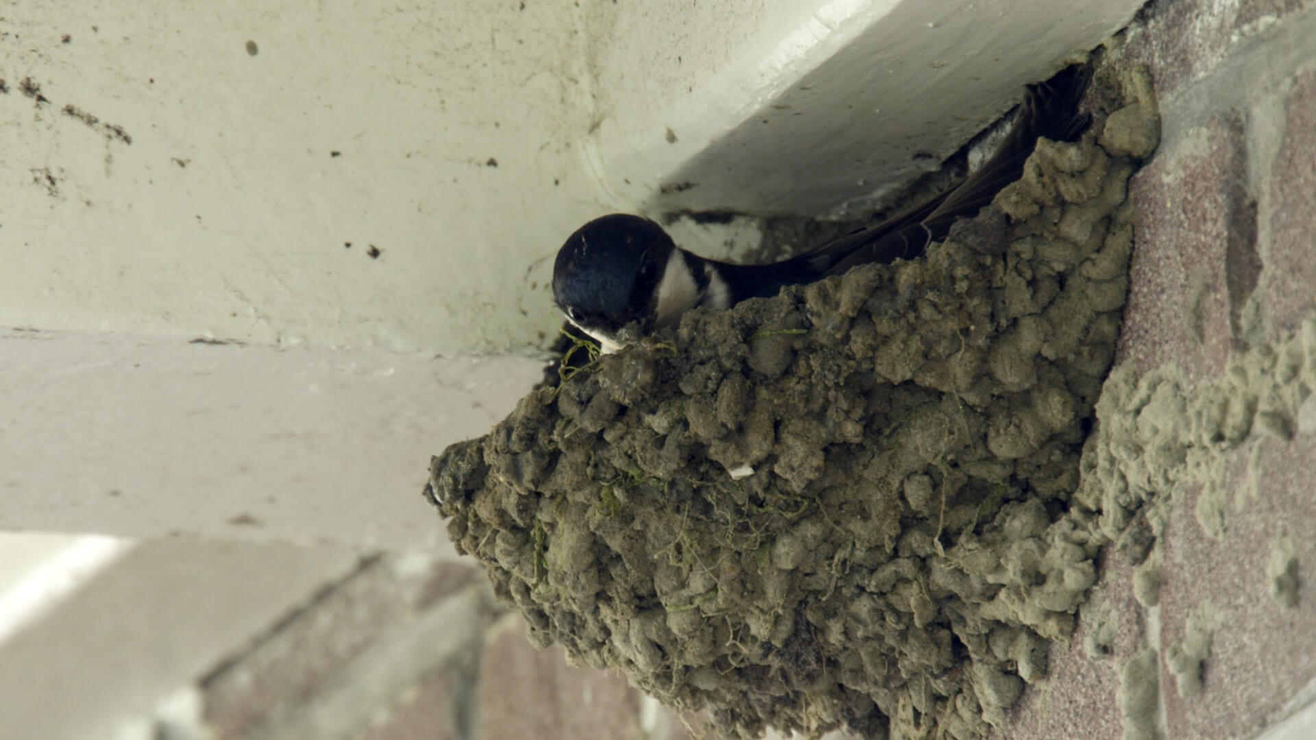HELPING HOUSE MARTINS